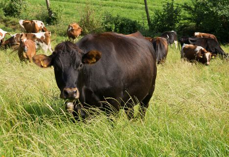 Unsere Rinder genießen die Landluft