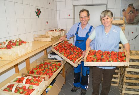 Leckere Erdbeeren vom Hinterschlauchbauernhof